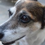 Kampanye Keselamatan Lalu Lintas oleh Polres Wonosobo