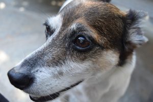 Kampanye Keselamatan Lalu Lintas oleh Polres Wonosobo